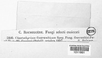 Image of Chaetothyrium guaraniticum